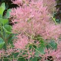 Cotinus coggygria fleur